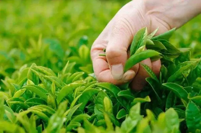 化肥、有機肥和生物菌肥可以混搭嘛？