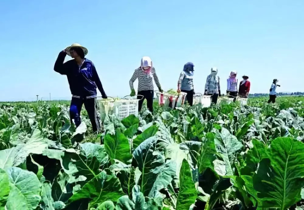 為什么要使用更多的有機(jī)肥料？看完你就明白了！